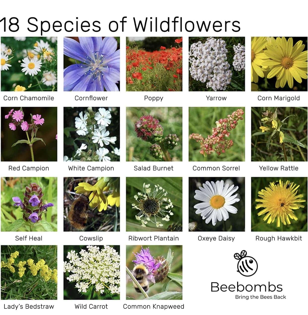Official Beebombs Wild Flower Seeds UK Native Mix